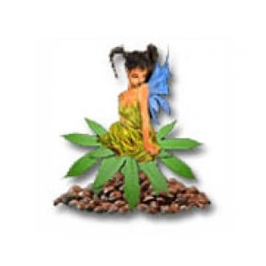 Sativa Seedbank | Discount Cannabis Seeds
