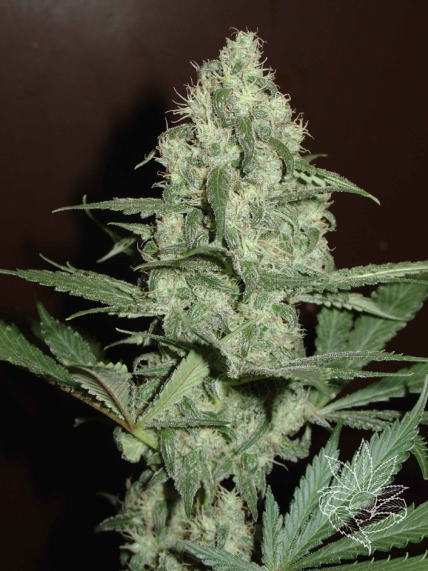Homegrown C H.1 Auto Feminised Cannabis Seeds