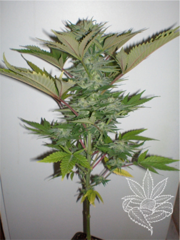 Homegrown Lowryder Feminised Cannabis Seeds