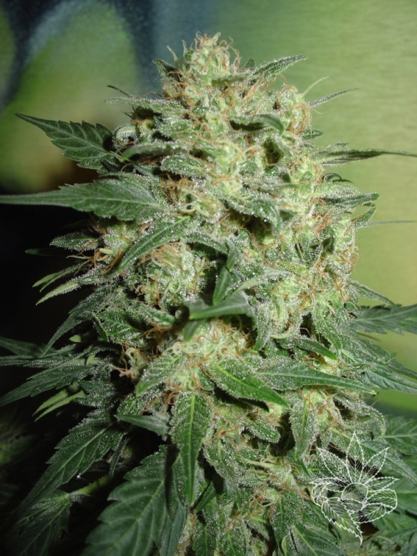 Northern Light Feminised Cannabis Seeds