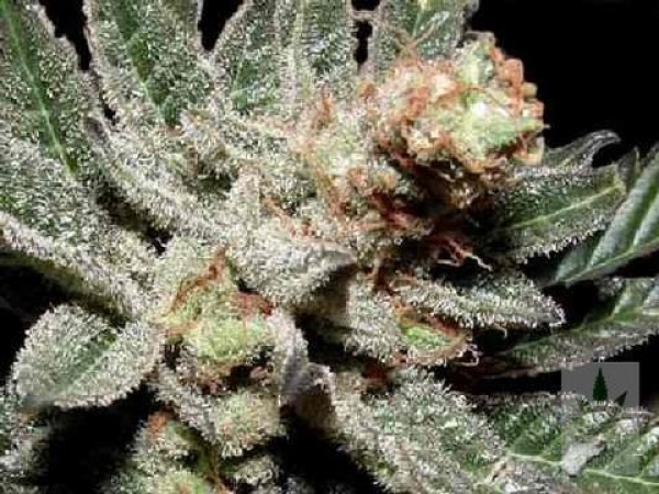 G13 Haze x Amethyst Bud Regular Cannabis Seeds | Soma Seeds