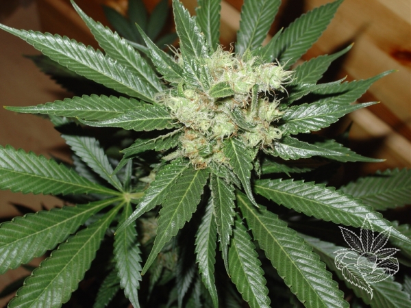 AC Diesel Feminised Cannabis Seeds
