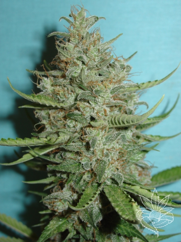 Super Crystal Feminised Cannabis Seeds