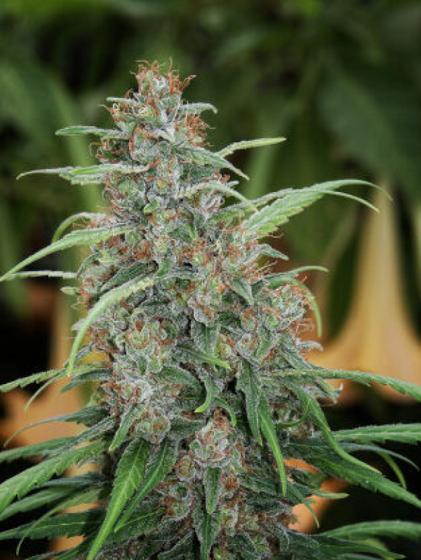 ​Fast N' Glorious Regular Cannabis Seeds | Mandala Seeds