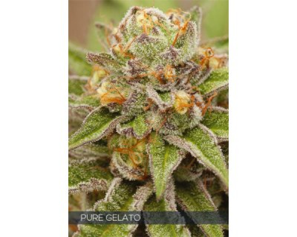 Pure Gelato Feminised Cannabis Seeds | Vision Seeds