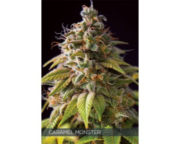 Caramel Monster Feminised Cannabis Seeds | Vision Seeds