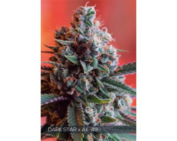 Dark Star x AK - 49 Feminised Cannabis Seeds | Vision Seeds