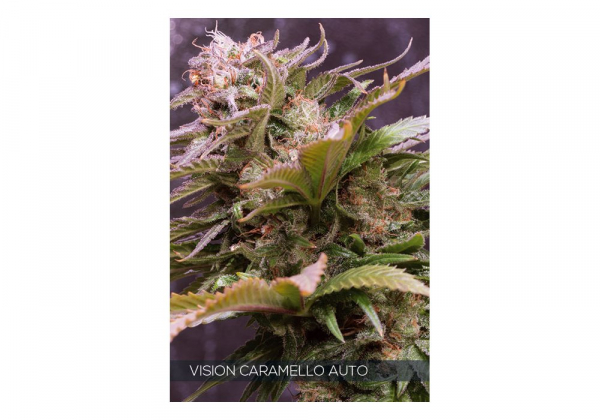Vision Caramello Auto Feminised Cannabis Seeds | Vision Seeds
