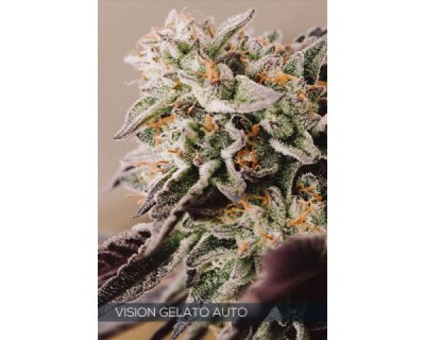 Vision Gelato Auto Feminised Cannabis Seeds | Vision Seeds