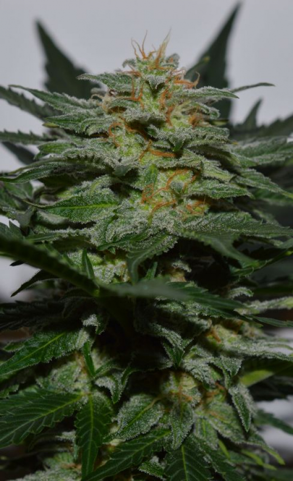 Sweetberry Cough Auto Feminised Cannabis Seeds | Garden of Green