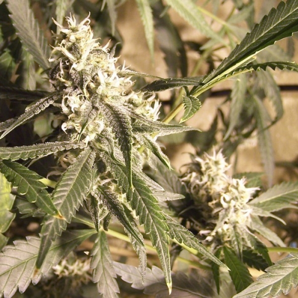 Coastal OG Feminised Cannabis Seeds | 710 Genetics Seeds