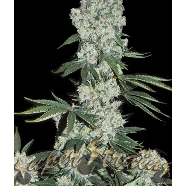 7th Wave Feminised Cannabis Seeds | Superstrains 