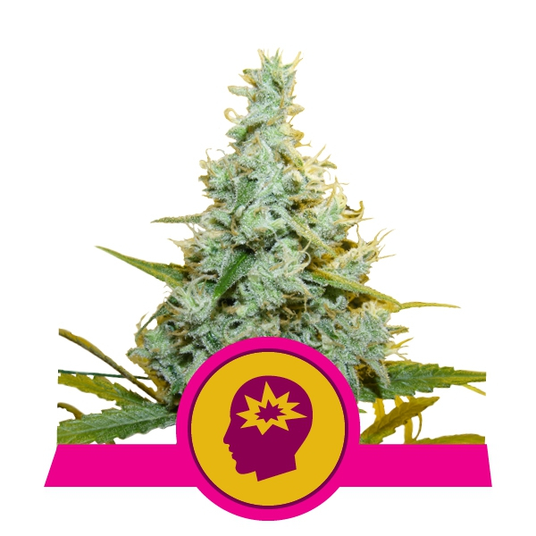 AMG (Amnesia Mac Ganja) Feminised Cannabis Seeds | Royal Queen Seeds