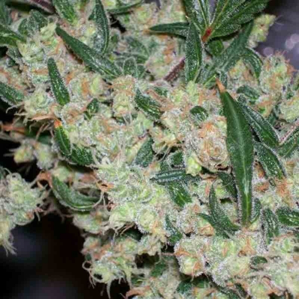 ASH Regular Cannabis Seeds | Mr Nice Seeds