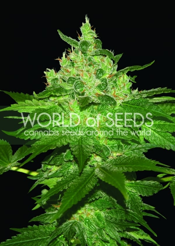 Afghan Kush Regular Cannabis Seeds | Discount Cannabis Seeds