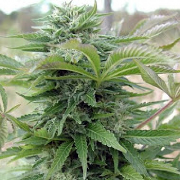 Afghan Regular Cannabis Seeds | Spliff Seeds