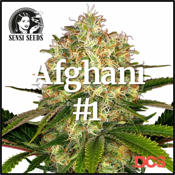 Afghani #1 Feminised Cannabis Seeds | Sensi Seeds 