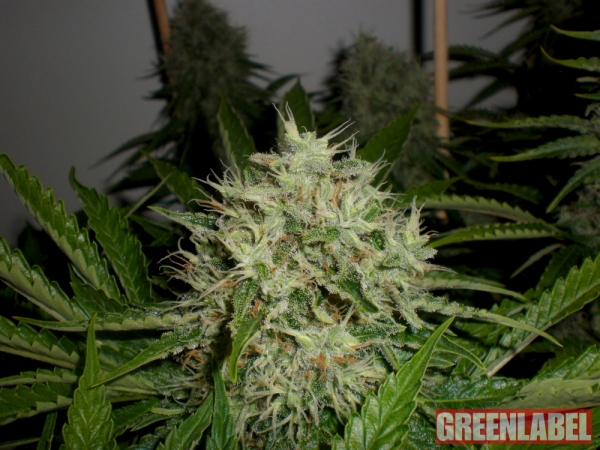 AK Widow 47 Feminised Cannabis Seeds | GreenLabel Seeds