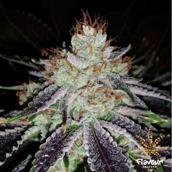 Black Cherry Soda Feminised Cannabis Seeds - Flavour Chasers
