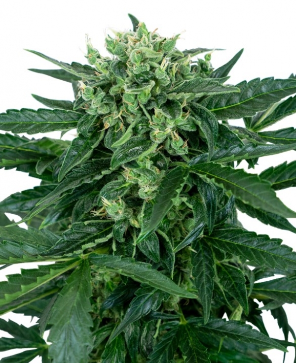 Sensi Amnesia Auto Feminised Cannabis Seeds - Sensi Seeds