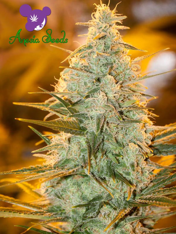 Amnesia Flash Feminised Cannabis Seeds - Anesia Seeds