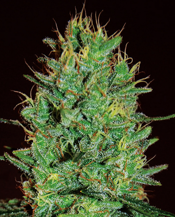 Amnesia Haze Feminised Cannabis Seeds | Expert Seeds