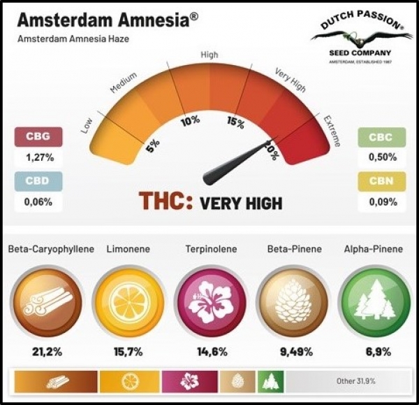 Amsterdam Amnesia Feminised Cannabis Seeds | Dutch Passion 