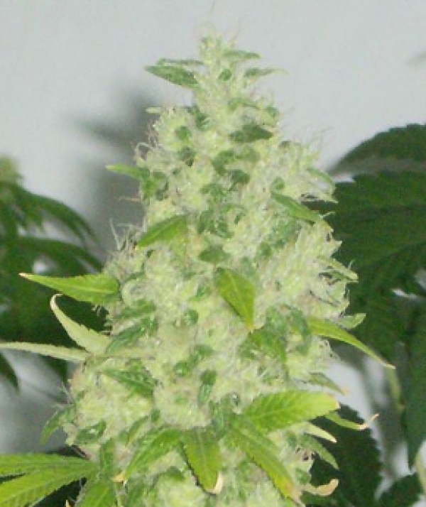 Buy Apothecary Genetics Kem G Regular Cannabis Seeds