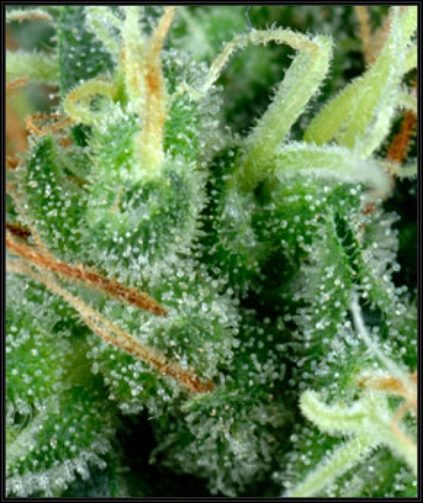 Arjan's Strawberry Haze Feminised Cannabis Seeds | Green House Seeds 