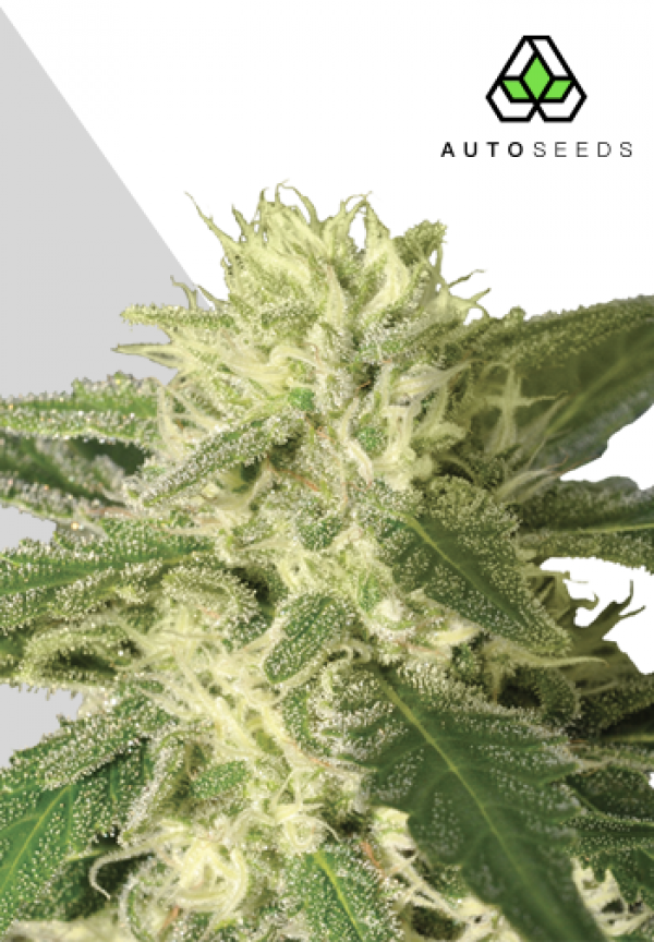 Auto #1 Auto flowering Feminised Cannabis Seeds | Auto Seeds