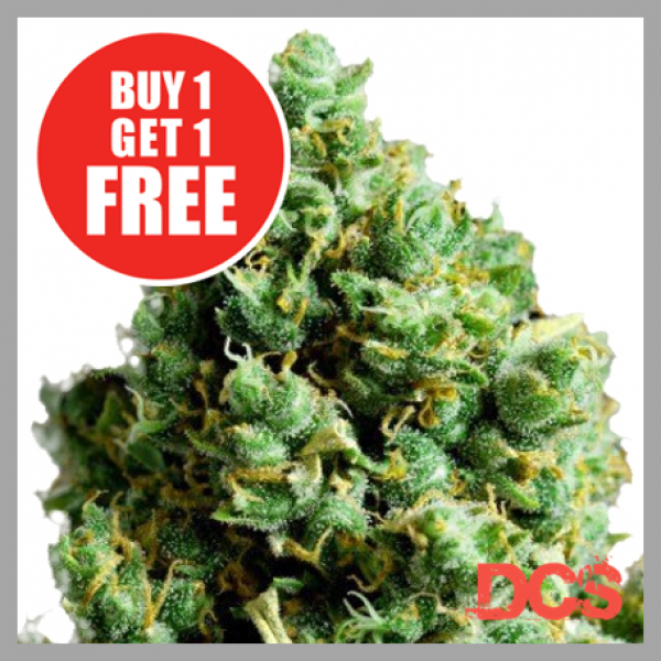Auto Big Bud Feminised Cannabis Seeds | Discount Cannabis Seeds