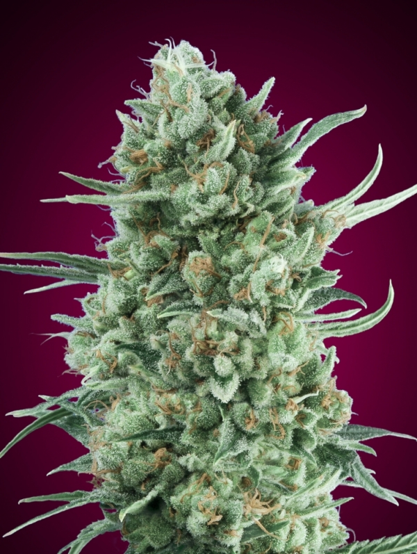 Auto Bubble Gum XXL Feminised Cannabis Seeds | OO Seeds