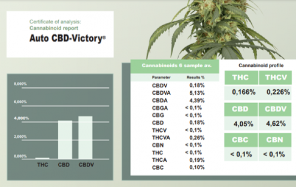 Auto CBD-Victory Feminised Cannabis Seeds | Dutch Passion 