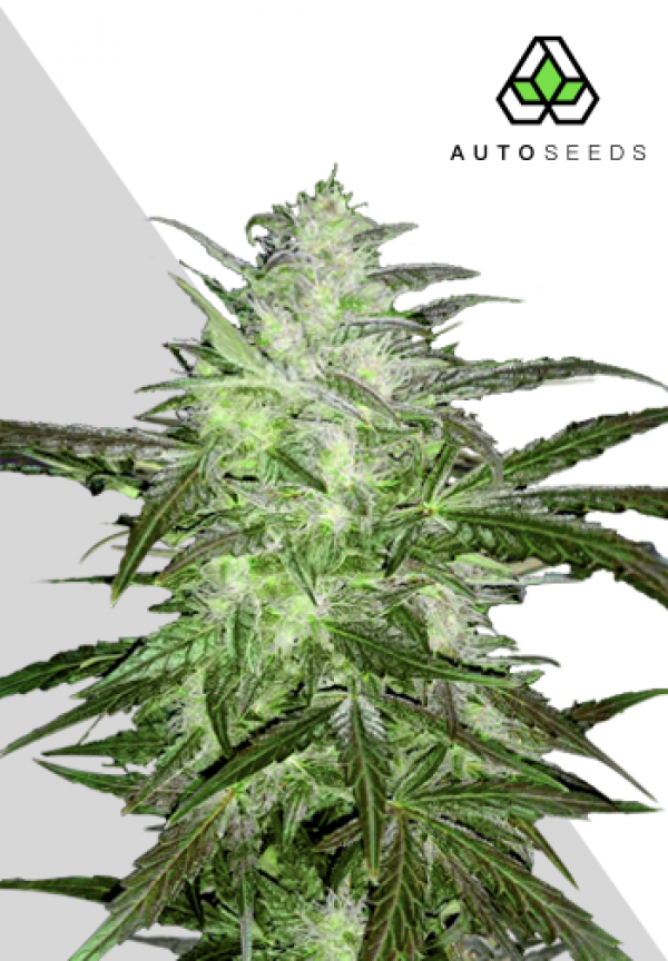 Auto Chemdog Autoflowering Feminised Cannabis Seeds | Auto Seeds 