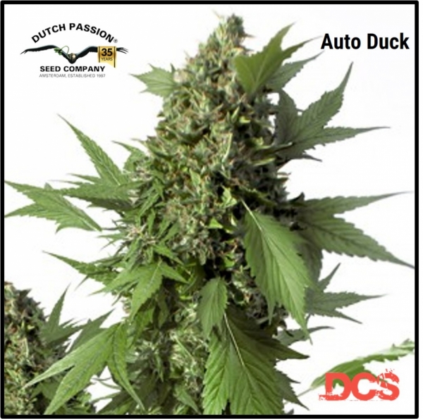  Auto Duck Feminised Cannabis Seeds | Dutch Passion