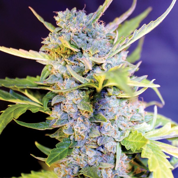 Fro-Yo Auto Feminised Cannabis Seeds | G13 Labs