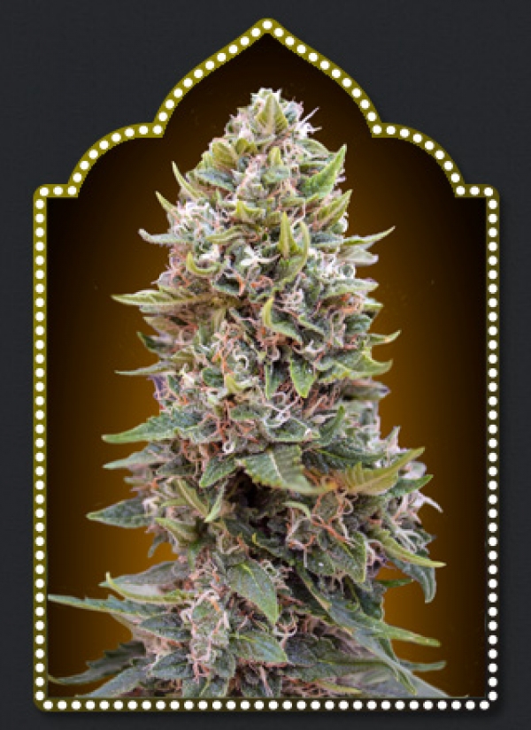 Auto Hashchis Berry Feminised Cannabis Seeds (Formerly Auto Cheese Berry) | OO Seeds 