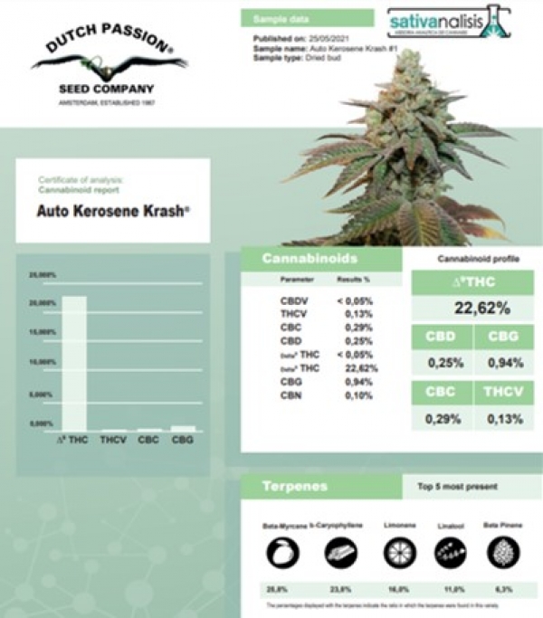 Auto Kerosene Krash Feminised Cannabis Seeds | Dutch Passion 
