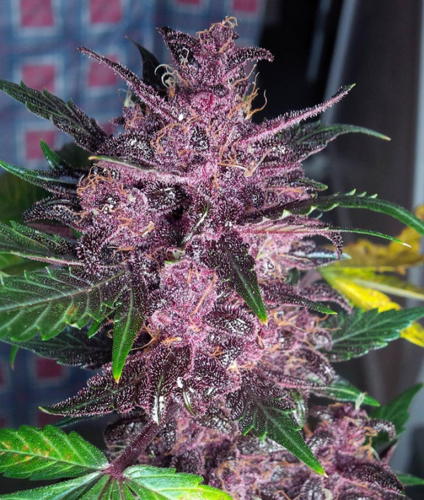 Auto Mendo Mass Feminised Cannabis Seeds | Critical Mass Collective Seeds