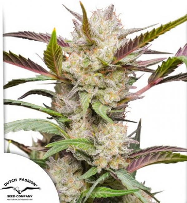 Auto Mimosa Punch Feminised Cannabis Seeds | Dutch Passion