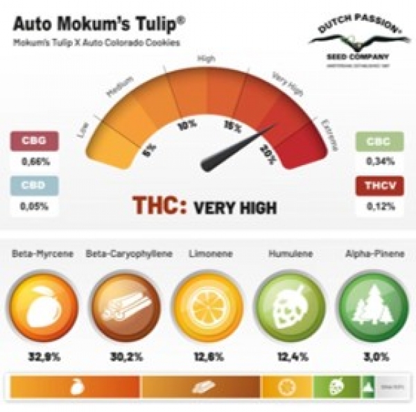 Auto Mokum's Tulip Feminised Cannabis Seeds | Dutch Passion 