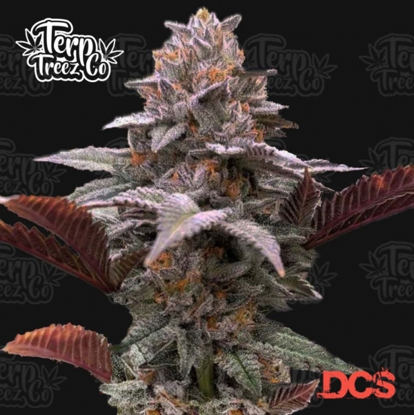 Auto Oreoz x Orange Punch Cannabis Seeds - Terp Treez.
