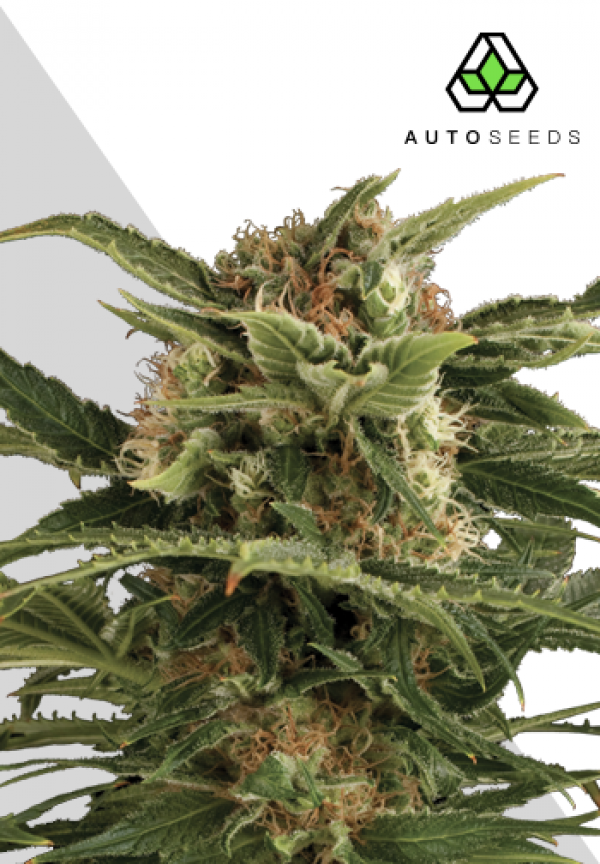 Auto Pounder Autoflowering Feminised Cannabis Seeds | Auto Seeds 
