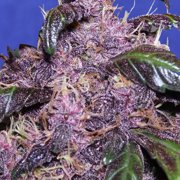Auto Purple Feminised Cannabis Seeds | Original Sensible Seeds