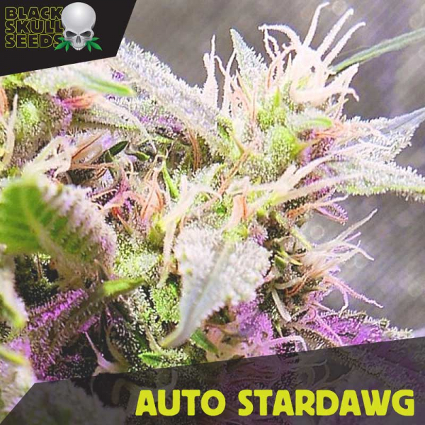 Auto Stardawg Feminised Cannabis Seeds | Black Skull Seeds