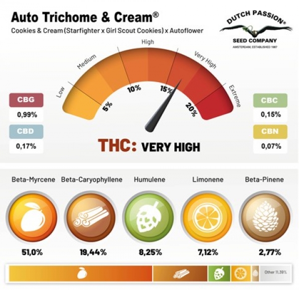 Auto Trichome and Cream Feminised Cannabis Seeds | Dutch Passion