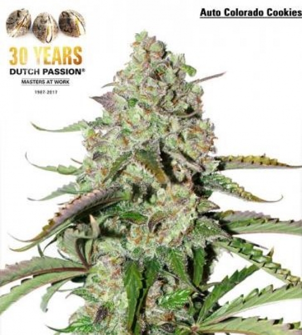 Auto Ultimate Feminised Cannabis Seeds| Dutch Passion 