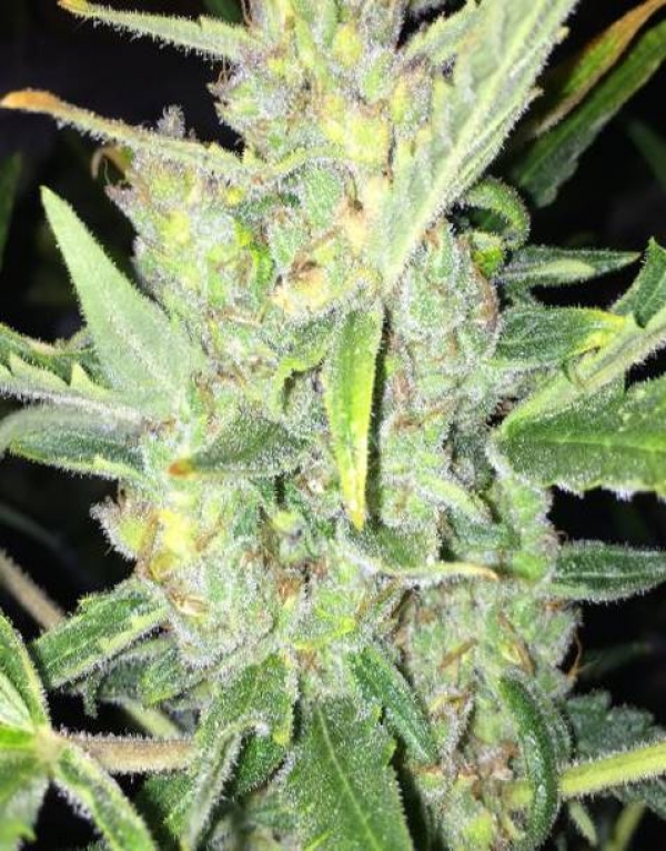 Auto White Widow x Big Bud Cannabis Seeds | Female Seeds 