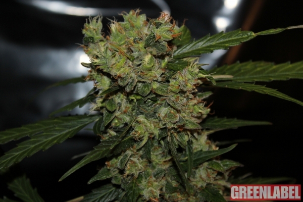 Automatic Mega Bud Feminised Cannabis Seeds | GreenLabel Seeds