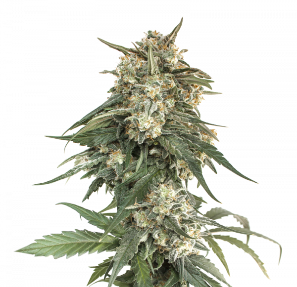 BCN Critical XXL Fast Feminised Cannabis Seeds | Seed Stockers
